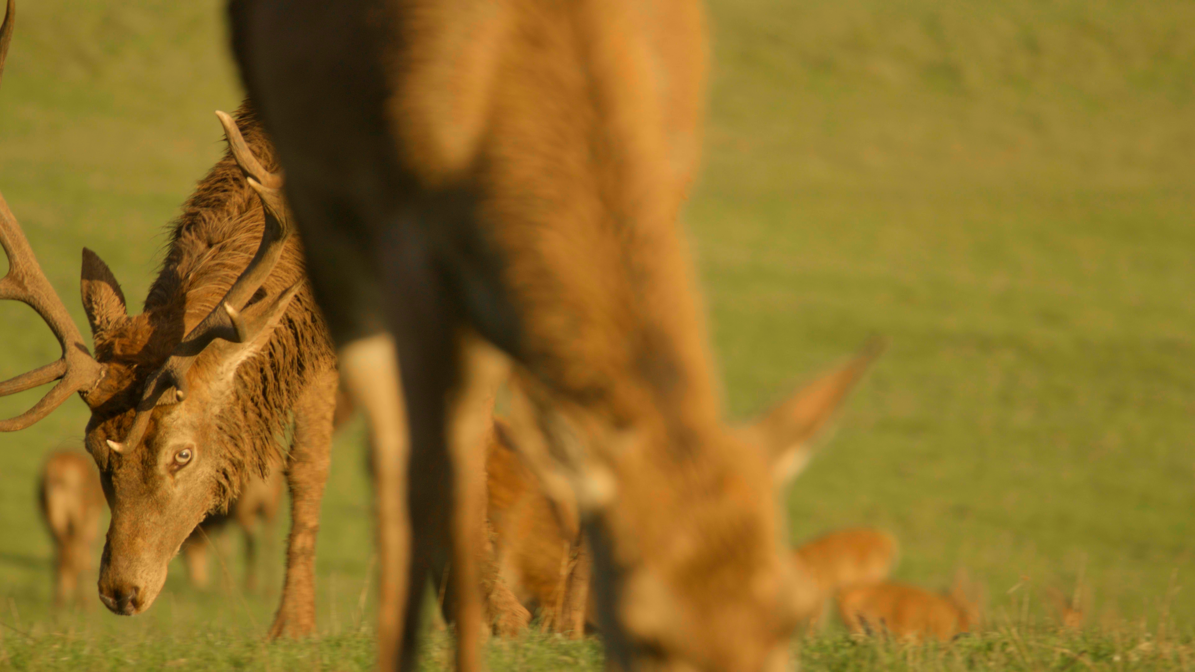 BTS 2: Close up of a Stag in a field. He is looking into the camera lens.