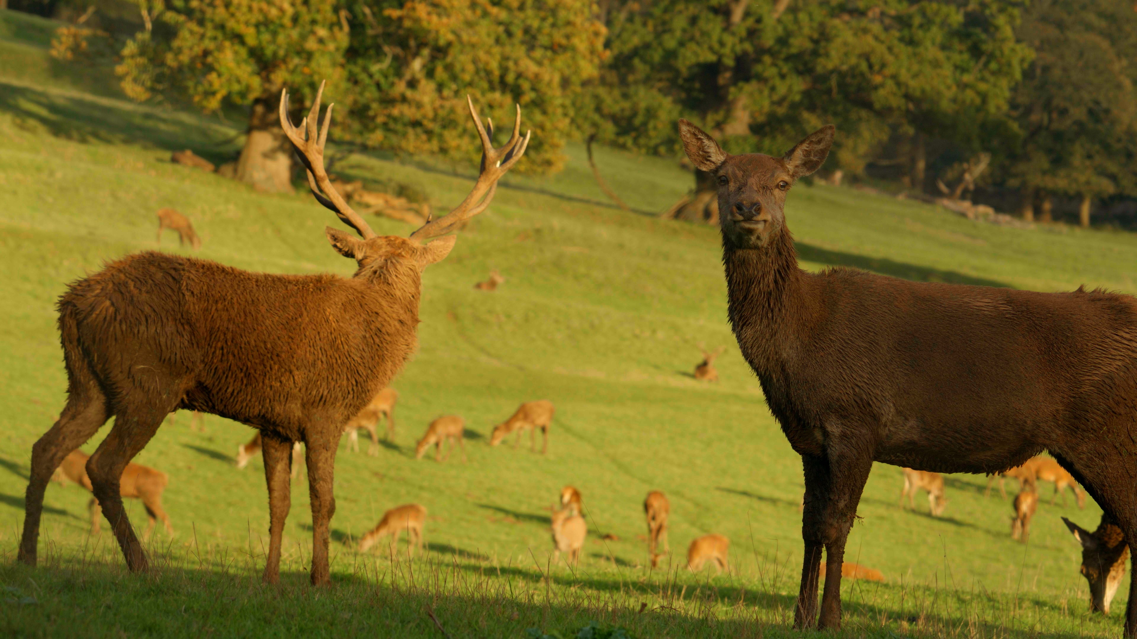 BTS 3: A Stag and a Doe in a field. The Doe is facing the camera. The Stag looks away.