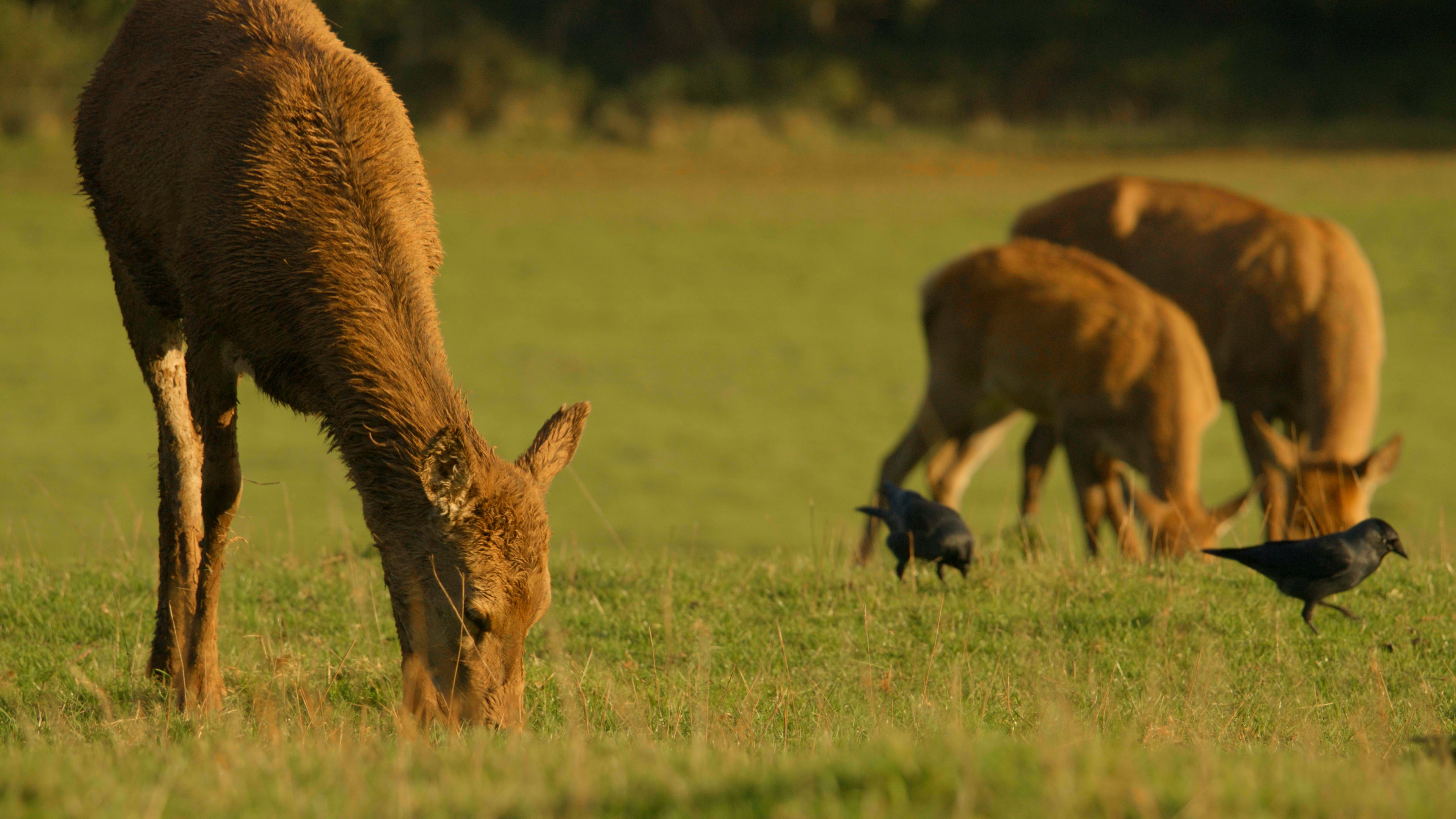 BTS 4: A Doe eating grass in a field.